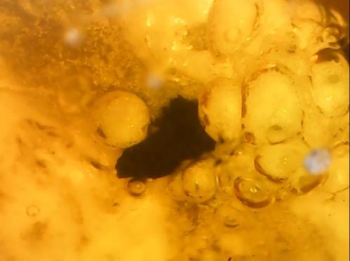 LARVA in amber, probably a new scientific discovery, Verzamelen, Mineralen en Fossielen, Fossiel, Ophalen