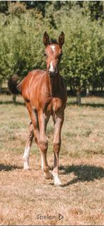 Merrieveulen, Dieren en Toebehoren, Paarden, Merrie, Springpaard, Gechipt, 0 tot 2 jaar