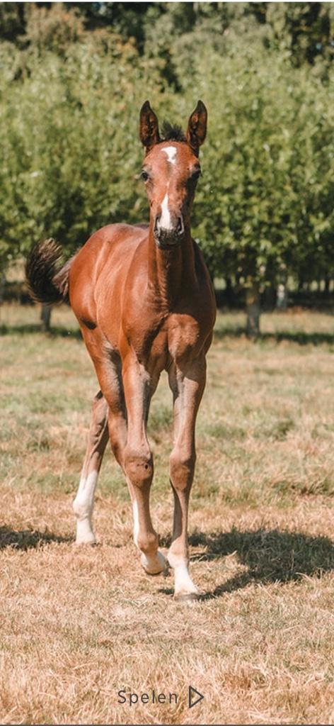 Merrieveulen, Dieren en Toebehoren, Paarden, Merrie, Onbeleerd, 165 tot 170 cm, 0 tot 2 jaar, Springpaard, Met stamboom, Gechipt