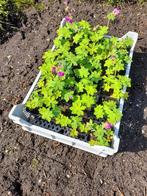 Geranium macrorrhizum - Rots Geranium, Tuin en Terras, Planten | Tuinplanten, Halfschaduw, Vaste plant, Bodembedekkers, Lente