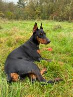 Dobermann femelle 6 mois, Dieren en Toebehoren, Honden | Bulldogs, Pinschers en Molossers, België, Particulier, 15 weken tot 1 jaar