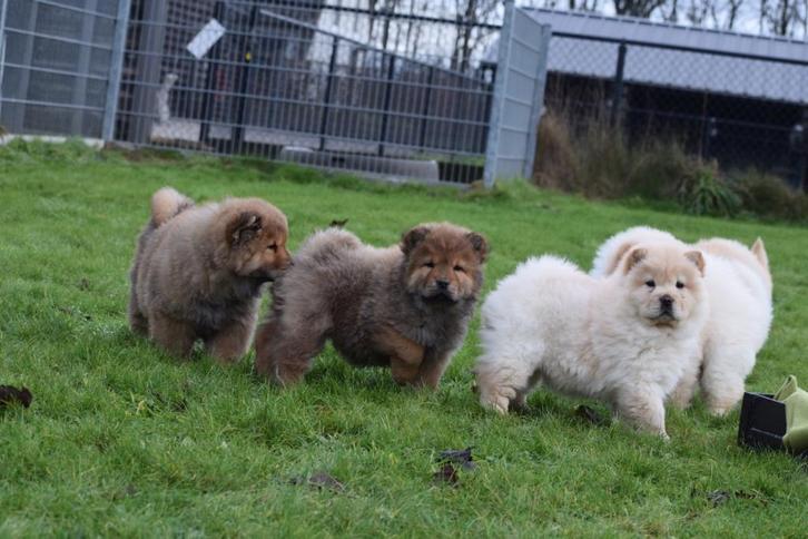 Chiots chow-chow de différentes couleurs, Animaux & Accessoires, Chiens | Huskys, Loulous & Types primitifs, Plusieurs animaux