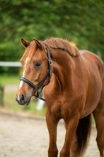 Jong Dressuurtalent, Dieren en Toebehoren, Gechipt, Ruin, Dressuurpaard, 0 tot 2 jaar
