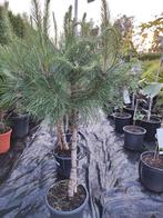 Pinus Pinea de parasolden of de pijnboom, En pot, Plein soleil, Printemps, Enlèvement