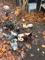 Toompje Serema ( 4 x hen + haantje), Dieren en Toebehoren, Pluimvee, Meerdere dieren, Kip