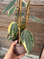 Hoya macrophylla, Huis en Inrichting, Kamerplanten, Ophalen