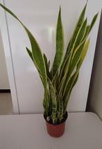 Grote Sanseveria, Ophalen, Overige soorten, Minder dan 100 cm