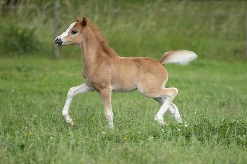 Prachtig welsh A vos merrie veulen, Dieren en Toebehoren, Pony's, Merrie
