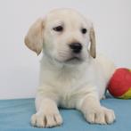 Labrador - Belgische pups te koop, Dieren en Toebehoren, Honden | Retrievers, Spaniëls en Waterhonden, België, Handelaar, CDV (hondenziekte)