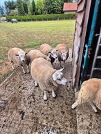 Verschillende Texel schapen te koop