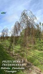 BERKEN BETULA PENDULA « YOUNGII », Hoogstam 48€/pièce, Jardin & Terrasse, Plantes | Arbres, Enlèvement, Printemps, Arbre de toit