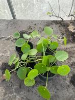 Pannenkoek plantjes, Ophalen