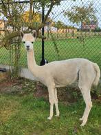 Alpaca's merries te koop, Dieren en Toebehoren, Overige Dieren