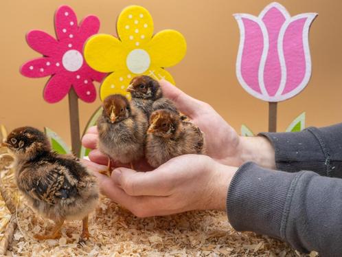 Barnevelder baby kuikens hennetjes, gesekst en ingeënt, Dieren en Toebehoren, Pluimvee, Kip, Vrouwelijk