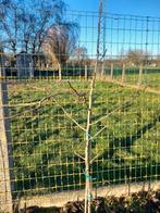 Fruitbomen, Tuin en Terras, Planten | Fruitbomen, Ophalen, 100 tot 250 cm, Volle zon, Perenboom