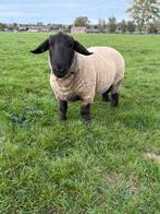 Suffolk ram te koop, Dieren en Toebehoren, Schapen, Geiten en Varkens, Mannelijk, Schaap, 0 tot 2 jaar