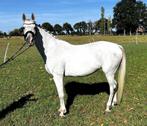 Paard, Dieren en Toebehoren, Paarden, Merrie, B, Gechipt, 160 tot 165 cm