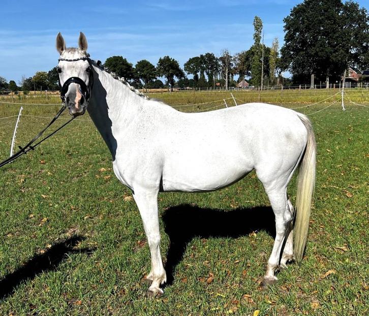 Paard, Dieren en Toebehoren, Paarden, Merrie, B, 160 tot 165 cm, 11 jaar of ouder, Recreatiepaard, Met stamboom, Gechipt, Ontwormd