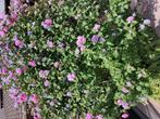 Zeer grote hibiscus met paarse bloemen, Tuin en Terras, Ophalen