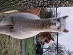 Alpaca merrie, Dieren en Toebehoren, Vrouwelijk, Schaap, 0 tot 2 jaar