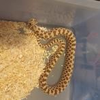 Western hognose, Dieren en Toebehoren, Slang, 0 tot 2 jaar