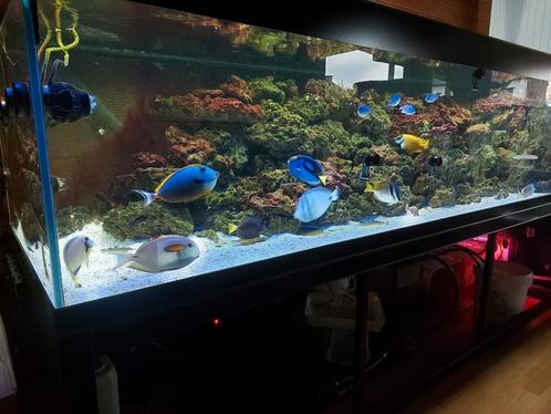 Aquarium 280cmx75cm 90cm zeeaquarium, Animaux & Accessoires, Poissons | Poissons d'aquarium, Poisson de mer, Autres types