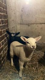 Schaap met 2 lammeren te koop, Animaux & Accessoires, Femelle, Mouton, 0 à 2 ans