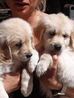 Golden retriever pups, Animaux & Accessoires, Plusieurs, Belgique, 8 à 15 semaines, Golden retriever