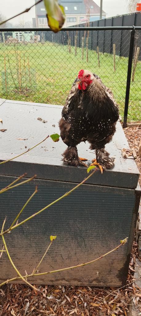 Brahma groothoen verschillende kleuren, Dieren en Toebehoren, Pluimvee, Kip, Meerdere dieren
