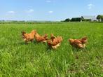 jonge tamme New Hampshire kippen te koop gesekst en ingeënt, Poule ou poulet, Femelle