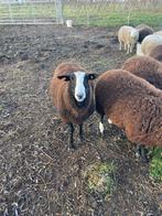 Ram, Dieren en Toebehoren, Mannelijk, Schaap, 0 tot 2 jaar