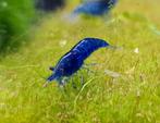 Neocaridina blue velvet / blue dream garnalen, Dieren en Toebehoren, Vis