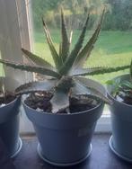 Plantes oale vera intérieur extérieur, Jardin & Terrasse, Plantes | Jardin, Enlèvement