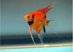 Red Devil Maanvis / Scalare