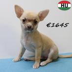 Chihuahua pups – dapper én lief, Dieren en Toebehoren, 15 weken tot 1 jaar, Handelaar, Buitenland, CDV (hondenziekte)