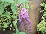 Buddleja davidii of vlinderstruik, Tuin en Terras, Planten | Struiken en Hagen, Ophalen, Vlinderstruik, Struik, Minder dan 100 cm