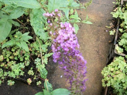 Buddleja davidii of vlinderstruik, Tuin en Terras, Planten | Struiken en Hagen, Struik, Vlinderstruik, Minder dan 100 cm, Ophalen