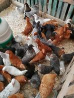 jonge hennen in 7 verschillende kleuren 3 maand en 5 maand, Dieren en Toebehoren, Pluimvee, Vrouwelijk, Kip