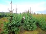 Partij zelf geteelde Picea omorika kerstbomen alle maten !, Ophalen