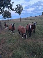 Zwartbles bokken, Dieren en Toebehoren, Schapen, Geiten en Varkens