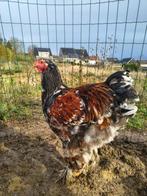 Brahma porselein, Dieren en Toebehoren, Pluimvee, Meerdere dieren, Kip