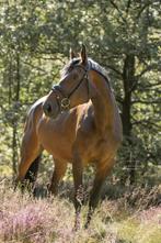 Goudeerlijke springgefokte BWP merrie, Dieren en Toebehoren, Paarden, Merrie, Springpaard, Gechipt, Zadelmak