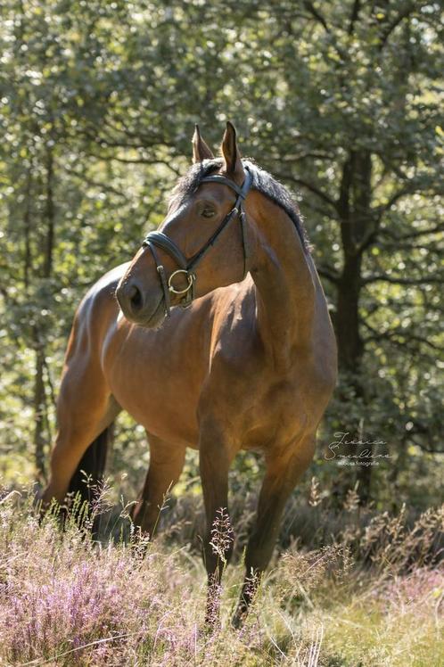 Goudeerlijke springgefokte BWP merrie, Dieren en Toebehoren, Paarden, Merrie, Zadelmak, 170 tot 175 cm, 7 tot 10 jaar, Springpaard