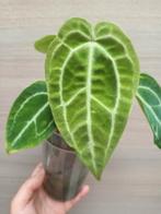 Anthurium magnificum x, Ophalen of Verzenden