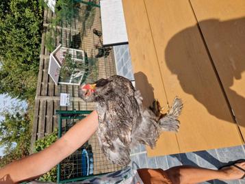 Brahma haan  beschikbaar voor biedingen