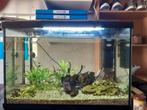 Aquarium 60 liter koopje, Ophalen, Gebruikt, Leeg aquarium