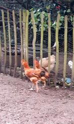 3 jonge haantjes, Dieren en Toebehoren