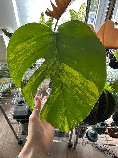 Monstera aurea (SF), Huis en Inrichting, Kamerplanten, Ophalen of Verzenden