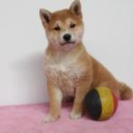 Shiba Inu (teefje) Belgische pup te koop, Dieren en Toebehoren, België, CDV (hondenziekte), 8 tot 15 weken, Teef