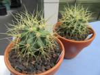 Cactus Ferocactus glaucescens, Vaste plant, Overige soorten, Ophalen, Volle zon